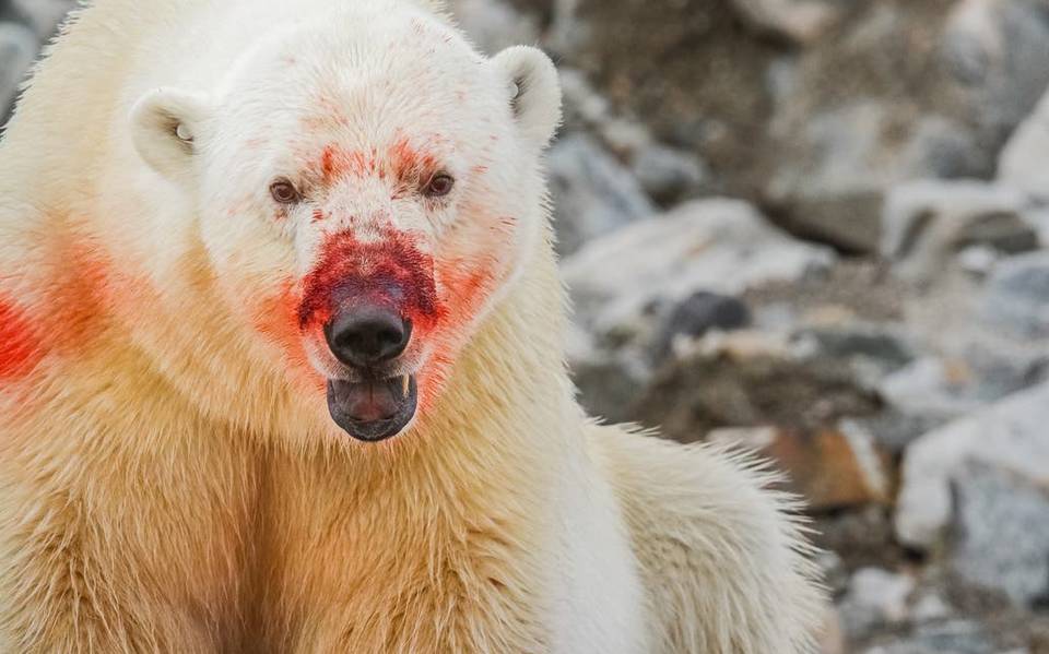 Aumenta el canibalismo entre los osos polares - Diario de Querétaro