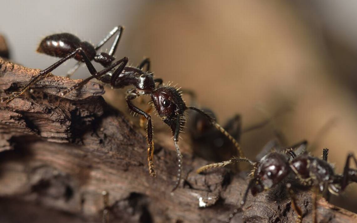Les fourmis « reniflent » le cancer – Diario de Querétaro