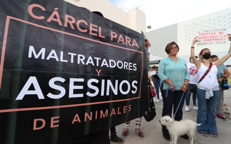 Falta trabajar más contra el maltrato animal, dicen asociaciones - Diario  de Querétaro | Noticias Locales, Policiacas, de México, Querétaro y el Mundo
