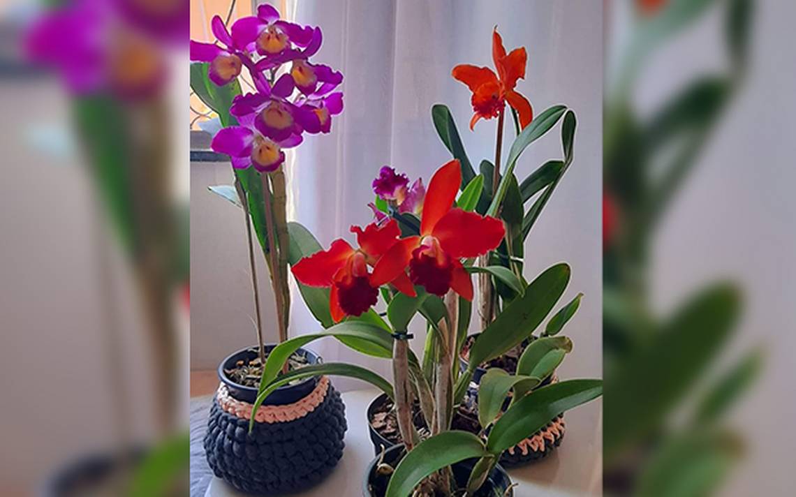 Orquídeas bellas y perfectas - Diario de Querétaro | Noticias Locales,  Policiacas, de México, Querétaro y el Mundo