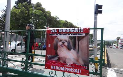 Aumenta secuestro de perros en zona metropolitana - Diario de Querétaro |  Noticias Locales, Policiacas, de México, Querétaro y el Mundo
