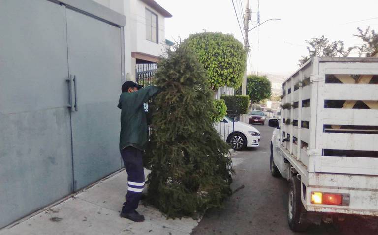 Inicia 10 de enero recolección de árboles de navidad en Corregidora -  Diario de Querétaro | Noticias Locales, Policiacas, de México, Querétaro y  el Mundo