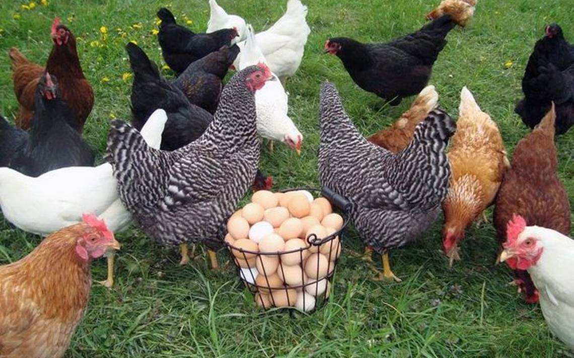 Querétaro destaca en producción de pollo y huevo - Diario de Querétaro