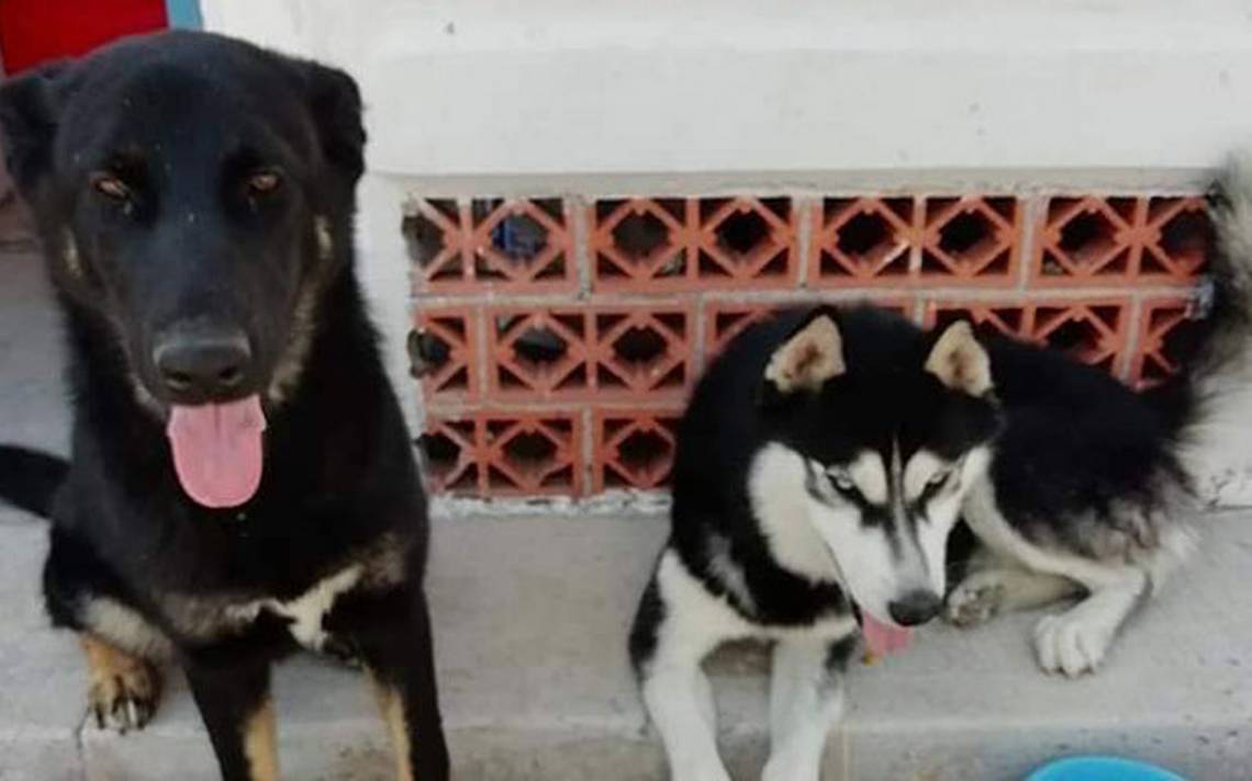 Venta de cachorros y perros de raza Viejo Pastor Ingles en Chiapas